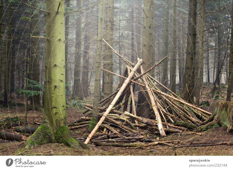 Sweet home Natur Landschaft Moos Wald bauen entdecken gruselig grün Baum Holz Hütte Farbfoto Außenaufnahme Textfreiraum links Morgen Sonnenlicht Tipi Baumstamm