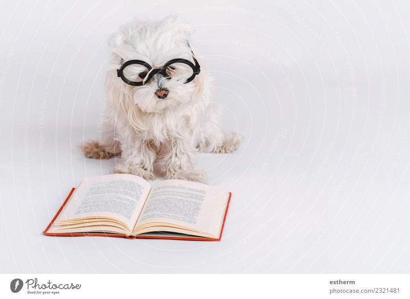 lustiger Hund mit Brille und einem Buch auf weißem Hintergrund Accessoire Tier Haustier 1 lernen lesen liegen Freundlichkeit Fröhlichkeit kuschlig Neugier