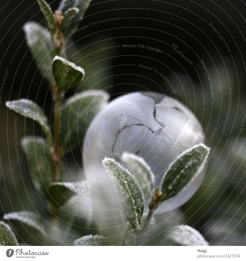 Eisblase IV Umwelt Natur Pflanze Winter Frost Blatt Zweig Garten Seifenblase berühren leuchten liegen ästhetisch außergewöhnlich einzigartig kalt natürlich rund