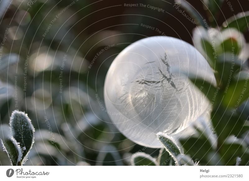 Eisblase VI Umwelt Natur Pflanze Winter Schönes Wetter Frost Blatt Garten Seifenblase Kugel berühren festhalten frieren glänzend leuchten liegen ästhetisch