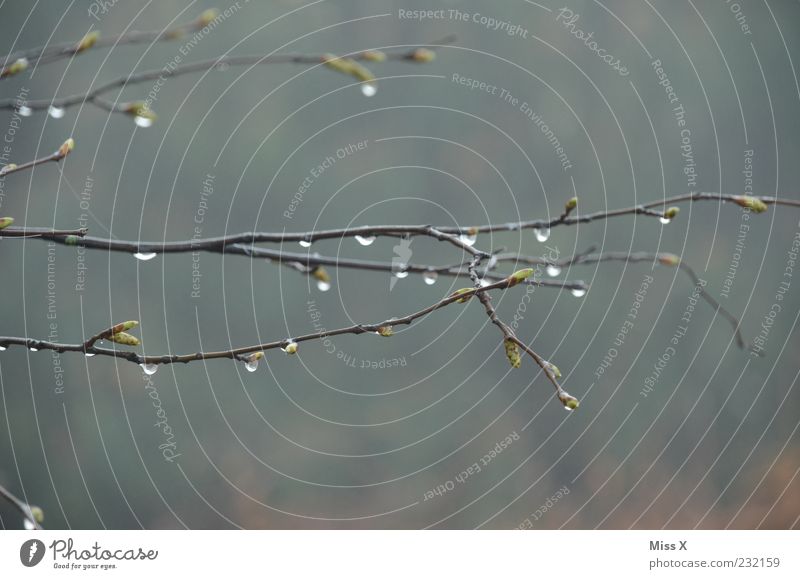 Tropfen Umwelt Wassertropfen Frühling Herbst Wetter schlechtes Wetter Regen kalt nass Tau Ast Zweig Farbfoto Gedeckte Farben Außenaufnahme Nahaufnahme