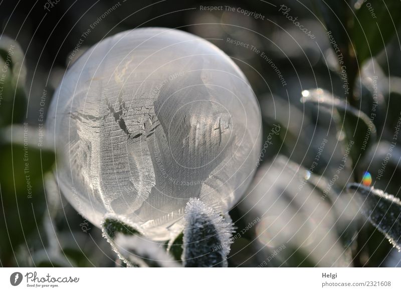 Eisblase III Umwelt Natur Pflanze Winter Frost Blatt Garten Seifenblase Kugel frieren glänzend leuchten liegen ästhetisch außergewöhnlich kalt natürlich rund