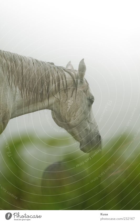 Pferd im Regen Tier Nutztier Tiergesicht 1 Gefühle schön Hoffnung Glaube Frustration Nebellampe Farbfoto mehrfarbig Außenaufnahme Menschenleer Tag Totale