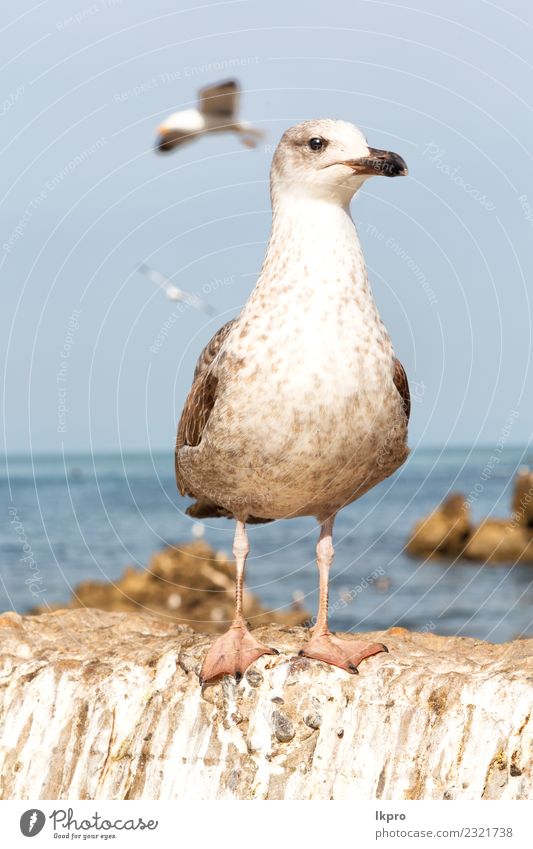 Möwe, die im klaren Himmel fliegt. elegant schön Freiheit Sommer Meer Natur Tier Wind Vogel fliegen frei hell wild blau grau schwarz weiß vereinzelt Etage