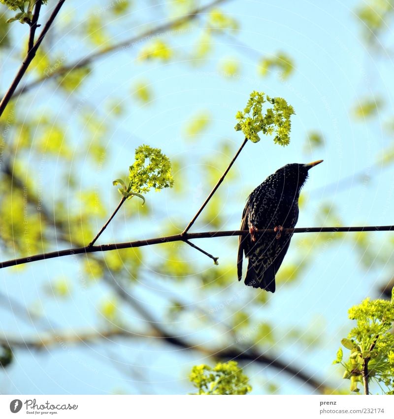 super star Umwelt Natur Pflanze Tier Frühling Baum Vogel 1 blau grün schwarz Star Zugvogel Blüte Zweig Zweige u. Äste Ast Flügel Schnabel Gegenlicht Farbfoto