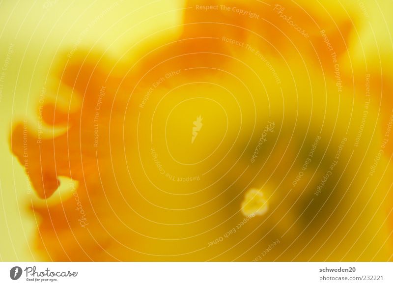 feuerblume Sommer Frühling Pflanze Blume Narzissen Blühend Duft leuchten verblüht Wachstum ästhetisch elegant exotisch natürlich gelb rot Stimmung