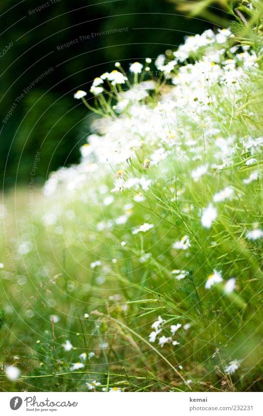 Voll Kamille Umwelt Natur Pflanze Sonnenlicht Sommer Schönes Wetter Blume Sträucher Blatt Blüte Grünpflanze Nutzpflanze Wildpflanze Kamillenblüten Wiese Blühend