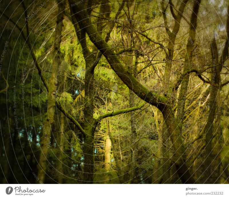 Wunschwald Umwelt Natur Pflanze Sonnenlicht Frühling Schönes Wetter Baum Nutzpflanze Wildpflanze Wald Wachstum grün grün-gelb Zweig Nadelbaum Mischwald Ast