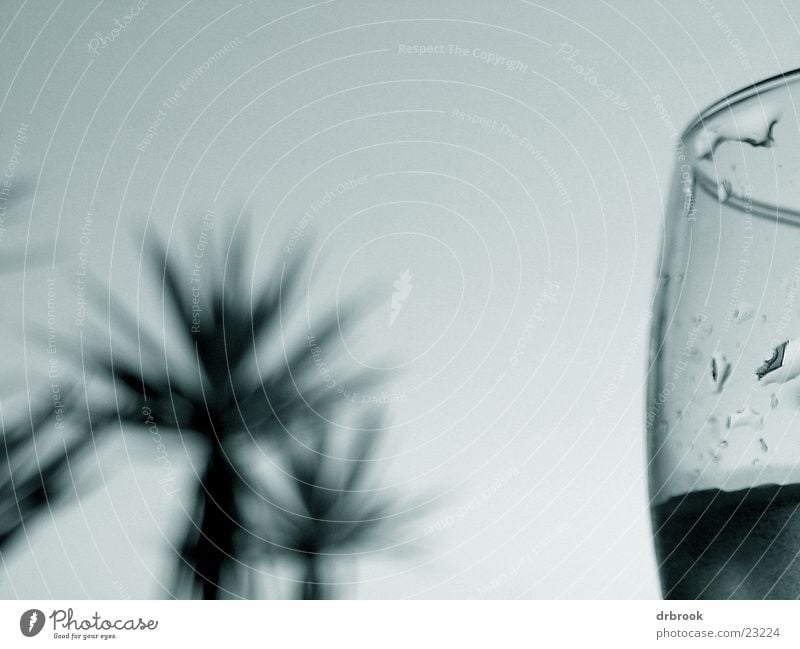 Schwertfisch in Spanien Palme Strand Ferien & Urlaub & Reisen Sommer Erholung Fototechnik Glas Detailaufnahme makrohimmel Wassertropfen Schwarzweißfoto Himmel