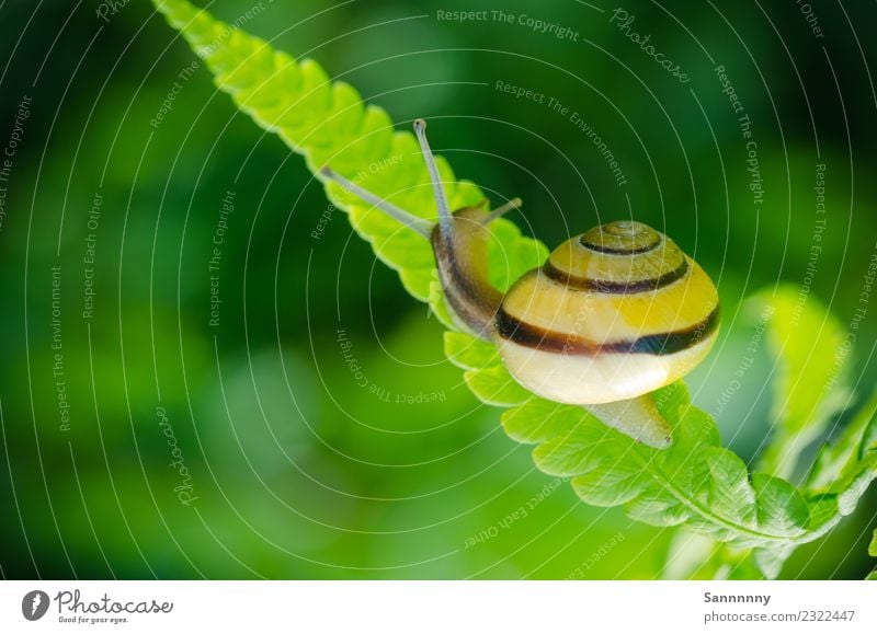 Schnecke auf Farn Tier 1 beobachten festhalten hängen außergewöhnlich einzigartig niedlich schön gelb grün Sicherheit Tierliebe Gelassenheit ästhetisch Farbe