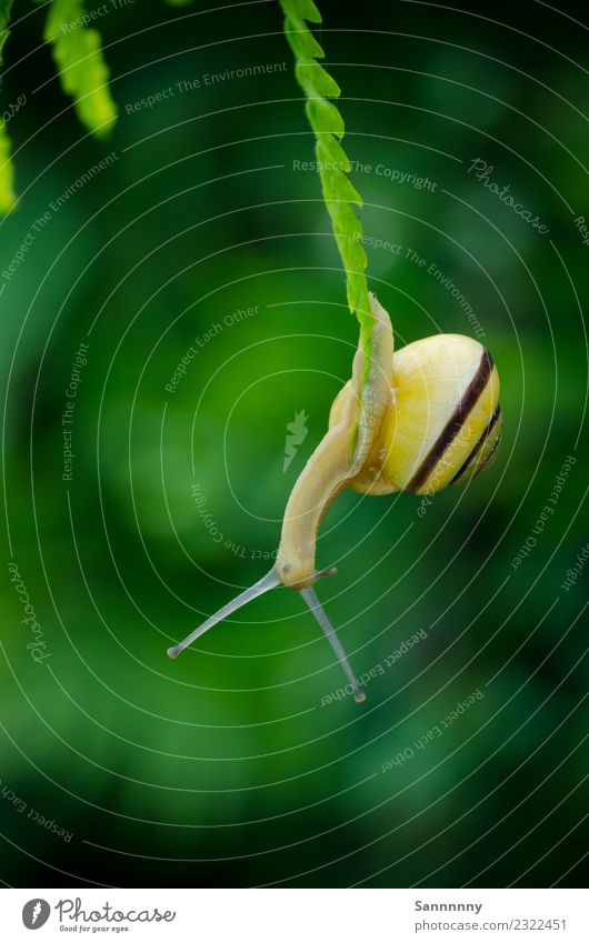 Abhängen Natur Schönes Wetter Farn Garten Wiese Tier Schnecke 1 beobachten schaukeln außergewöhnlich fantastisch einzigartig klein nah gelb grün schön Vorsicht