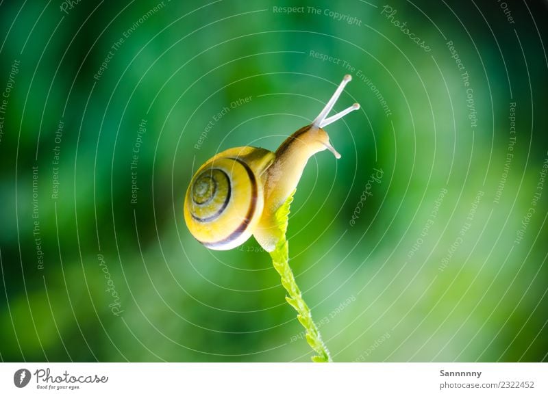 Ballance-Akt Natur Frühling Sommer Schönes Wetter Farn Garten Wiese Tier Schnecke 1 beobachten hängen schaukeln einzigartig lustig niedlich schleimig schön