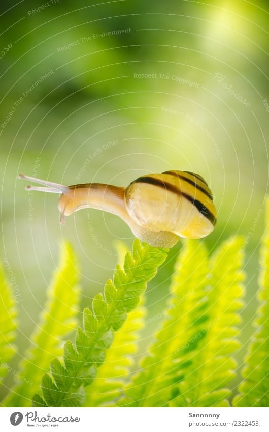 Schnecken-Hochsitz Tier 1 außergewöhnlich gelb grün Tierliebe Gelassenheit erleben Zufriedenheit Glück Inspiration Kreativität Natur Schwerpunkt Gleichgewicht