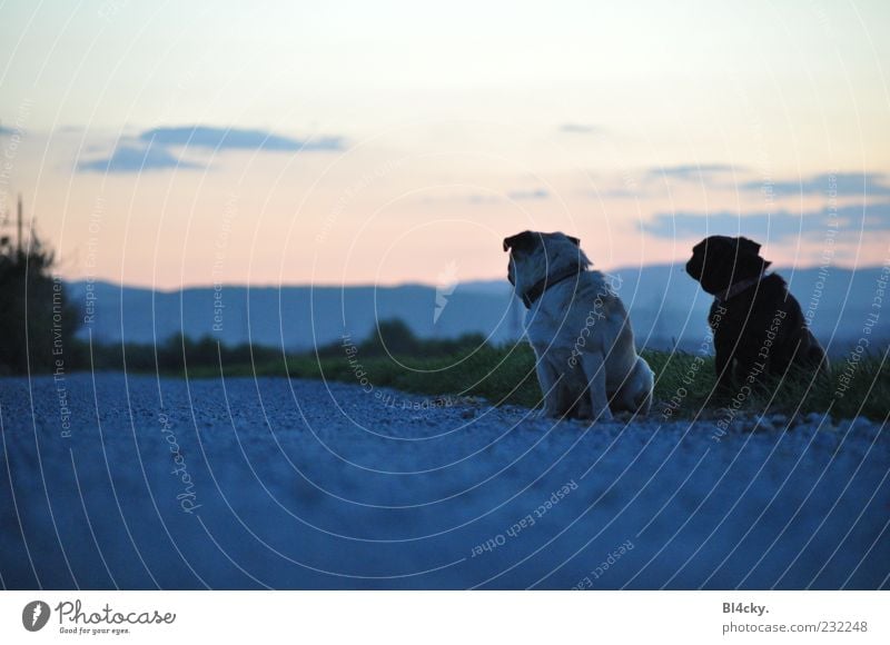 Wie weit noch? Natur Landschaft Erde Himmel Wolken Horizont Sonnenaufgang Sonnenuntergang Baum Gras Menschenleer Tier Haustier Hund 2 Tierpaar Stein Sand