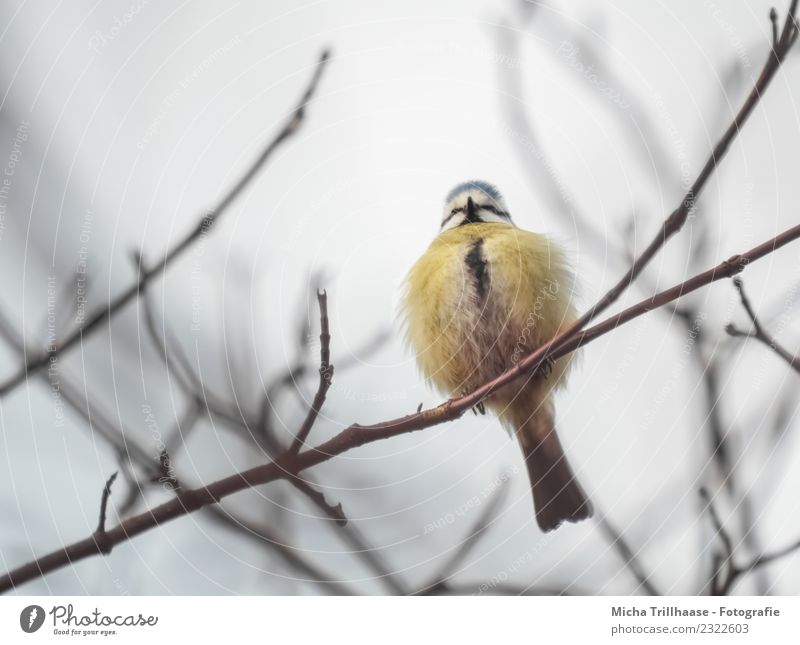 Aufgeplusterte Blaumeise im Baum Natur Tier Sonne Sonnenlicht Ast Wildtier Vogel Tiergesicht Krallen Meisen Feder Schnabel 1 Kugel leuchten sitzen klein nah