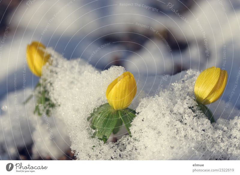 "Kissenschlacht" Natur Pflanze Frühling Schönes Wetter Schnee Blume Blüte Winterlinge Frühblüher Park Schneedecke Watte Blühend leuchten hell klein Neugier gelb