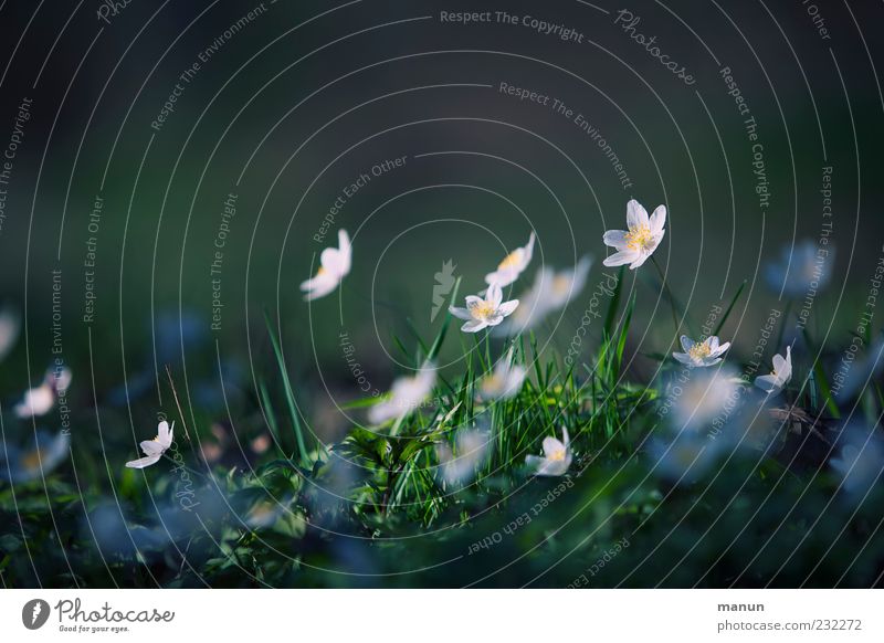 Plümchen Natur Frühling Pflanze Blume Gras Wildpflanze Buschwindröschen Frühlingsblume authentisch einfach natürlich Frühlingsgefühle Farbfoto Außenaufnahme