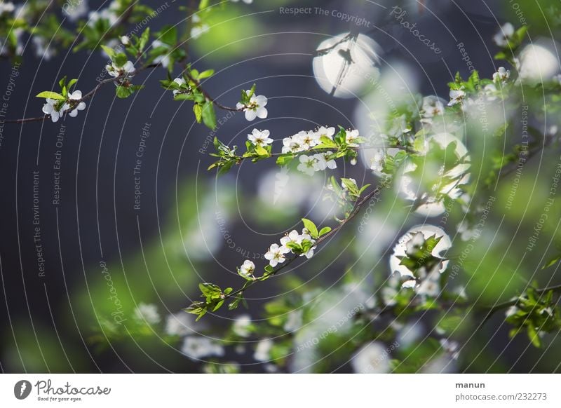 Winter ade! Natur Frühling Pflanze Baum Blatt Blüte Wildpflanze Zweige u. Äste Duft authentisch natürlich Frühlingsgefühle Farbfoto Außenaufnahme Menschenleer