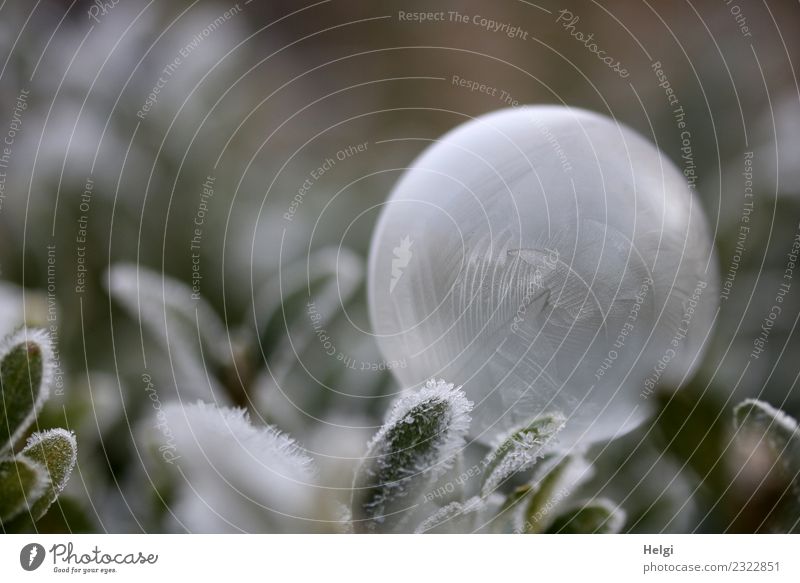 Happy Birthday willma... Umwelt Natur Pflanze Winter Eis Frost Blatt Garten Seifenblase frieren liegen außergewöhnlich einzigartig kalt rund grau grün weiß