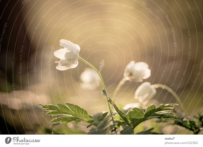 ausrichten Pflanze Blüte Blühend Wachstum frisch grün weiß Frühlingsgefühle Buschwindröschen Farbfoto Außenaufnahme Menschenleer Textfreiraum oben