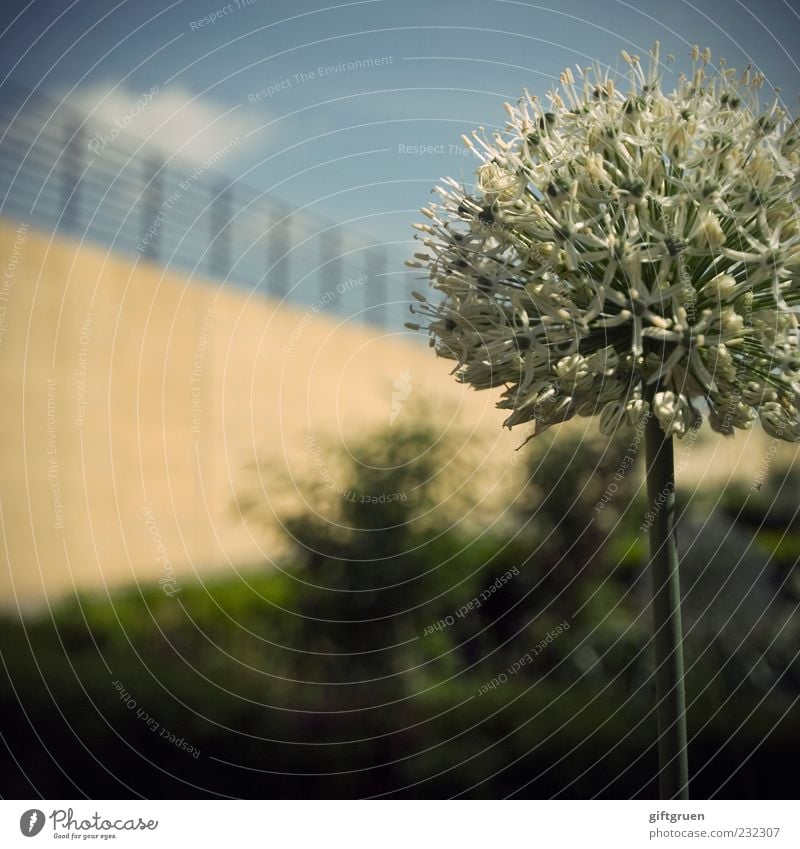 frühlingsball Umwelt Natur Pflanze Himmel Wolken Frühling Sommer Schönes Wetter Blume Blüte Garten Mauer Wand Blühend Kugel kugelrund Geländer Kulturlandschaft