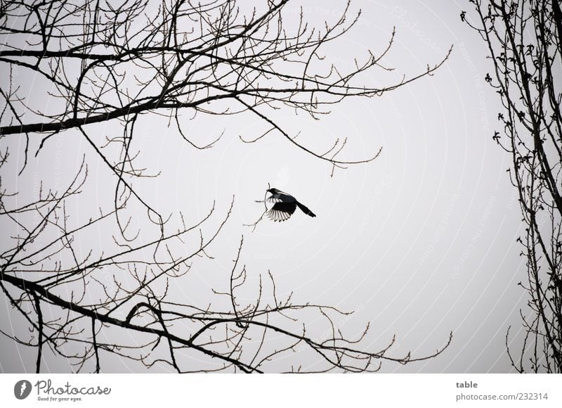 a secret place Nestbau Umwelt Natur Landschaft Pflanze Tier Himmel Wolken Klima schlechtes Wetter Baum Vogel Flügel Elster 1 bauen fliegen natürlich grau