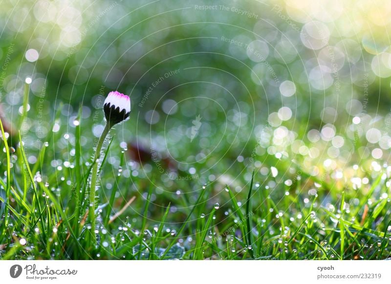 Gänseblümchen im Punktemeer Natur Pflanze Wasser Wassertropfen Blume Blühend leuchten träumen Wachstum frisch schön kalt nass saftig weich grün weiß