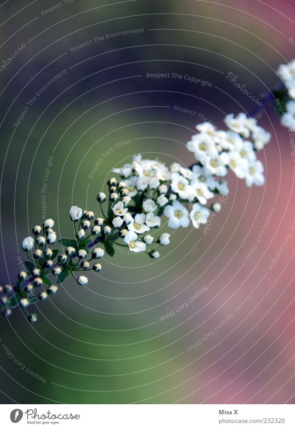 Hochzeit Frühling Blume Sträucher Blatt Blüte Garten Blühend Duft Wachstum weiß Blütenknospen Spiraea diagonal Farbfoto mehrfarbig Außenaufnahme Nahaufnahme