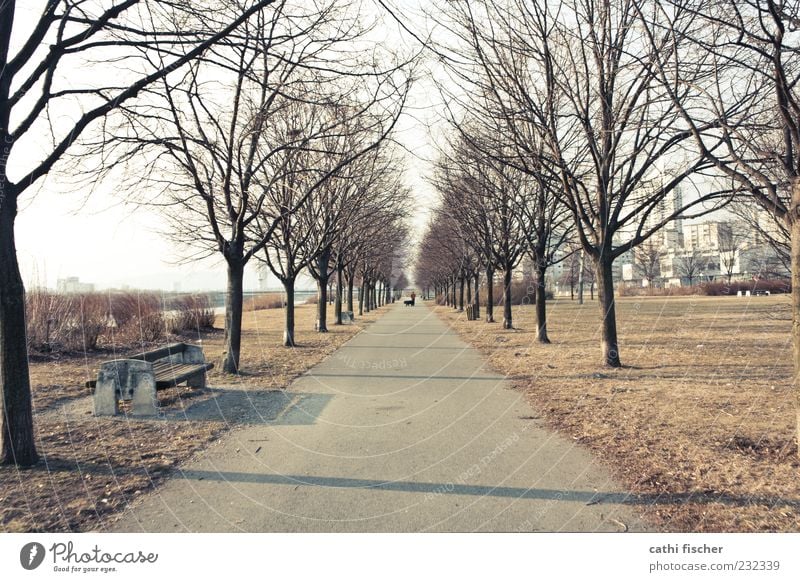 winterende Ausflug Mensch 1 Umwelt Natur Winter Klima Schönes Wetter Pflanze Baum Park Flussufer Wien Österreich Hauptstadt Stadtrand braun Symmetrie Allee