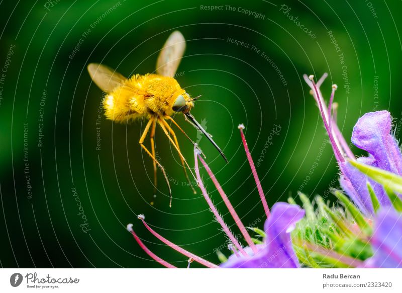 Große Bienenfliege (Bombylius Major) sammelt Blütenpollen Sommer Garten Umwelt Natur Pflanze Tier Blume Blatt Wildtier Fliege Tiergesicht 1 Blühend einfach