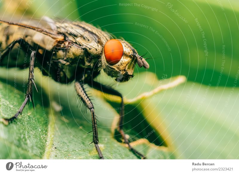 Gemeinsames Stubenfliegenmakro auf grünem Blatthintergrund Umwelt Natur Pflanze Tier Sommer Garten Wildtier Fliege Tiergesicht Flügel 1 beobachten entdecken