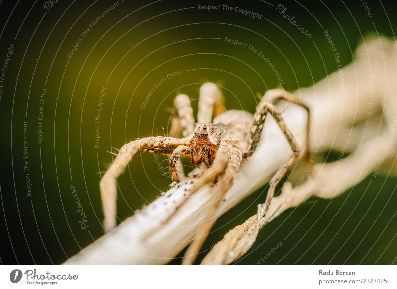 Kinderzimmer Web Spider Umwelt Natur Pflanze Tier Sommer Blatt Garten Wildtier Spinne Tiergesicht 1 klein natürlich wild braun grün weiß Angst gefährlich