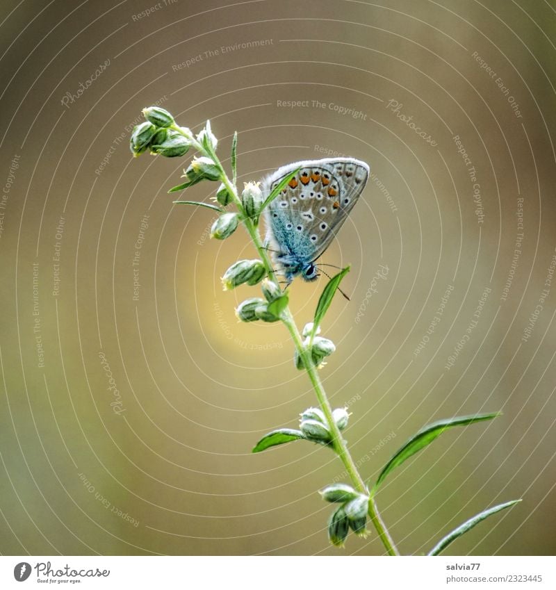 mach mal Pause Umwelt Natur Sommer Pflanze Blatt Blütenknospen Tier Schmetterling Insekt Bläulinge 1 klein niedlich braun gelb grün Leichtigkeit ruhig Farbfoto