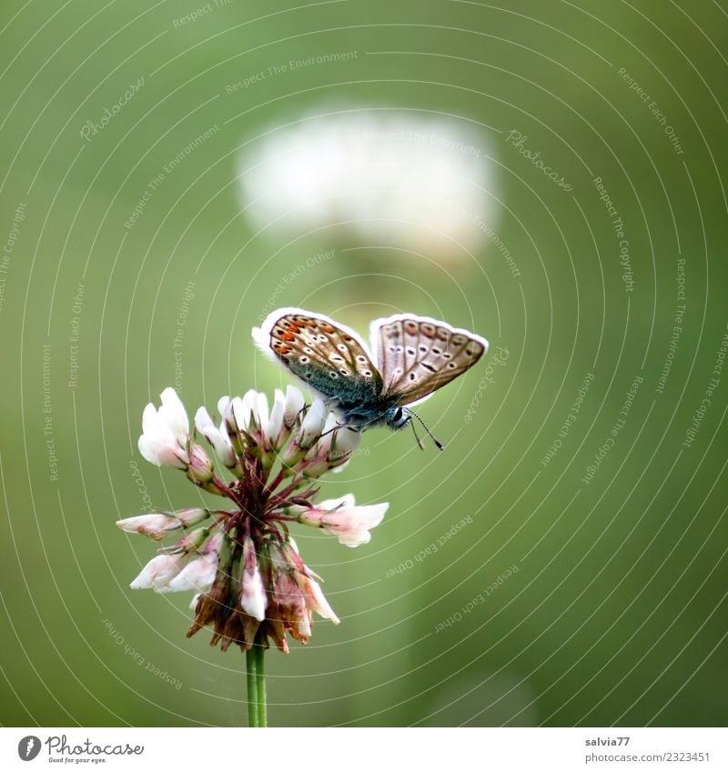 Sommerleichtigkeit Natur Pflanze Blume Blüte Weiß-Klee Wiese Wildtier Schmetterling Insekt Bläulinge 1 Tier oben positiv grün Duft Glück Idylle Leichtigkeit