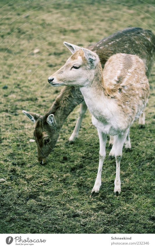 Zweisam Umwelt Natur Gras Tier Wildtier Tiergesicht Zoo Streichelzoo 2 Tierpaar füttern Fressen Reh Rehkitz Kontrast Huf Fell Wildpark Farbfoto Außenaufnahme