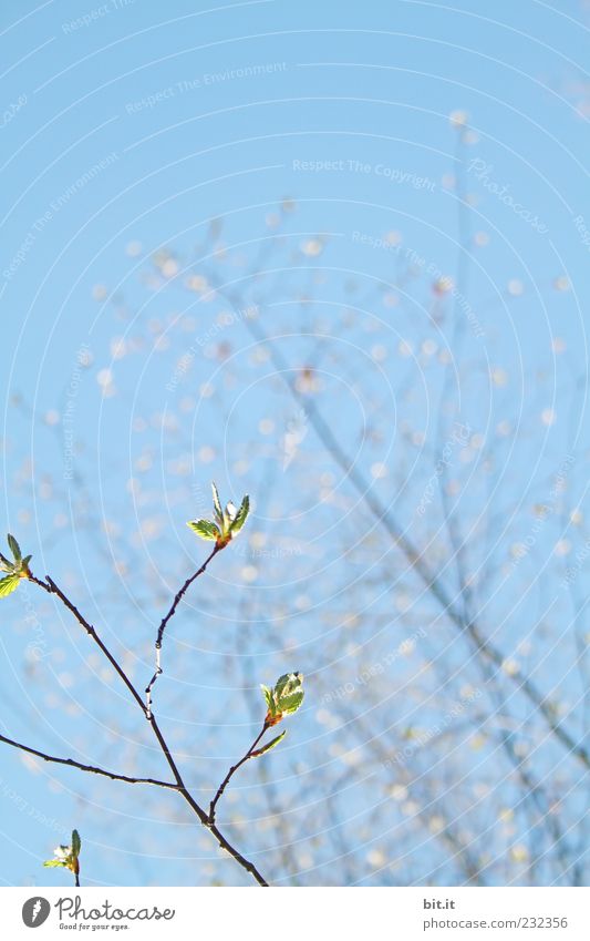 heute gehts zum AST... Leben Wohlgefühl Sinnesorgane ruhig Meditation Ferien & Urlaub & Reisen Tourismus Ausflug Umwelt Pflanze Himmel Wolkenloser Himmel