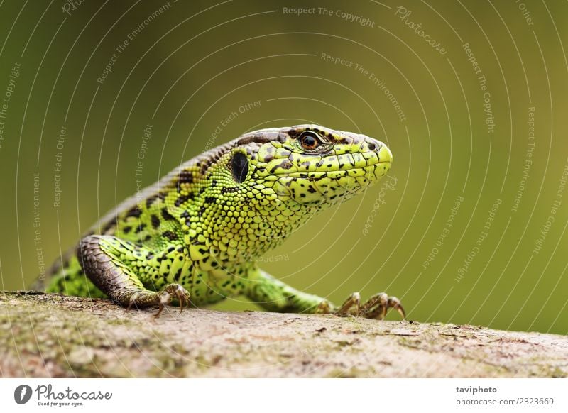 neugierige Zauneidechse auf einem Holzstumpf schön Haut Gesicht Mann Erwachsene Umwelt Natur Tier Sand klein natürlich wild grün Farbe lacerta agilis Lizard