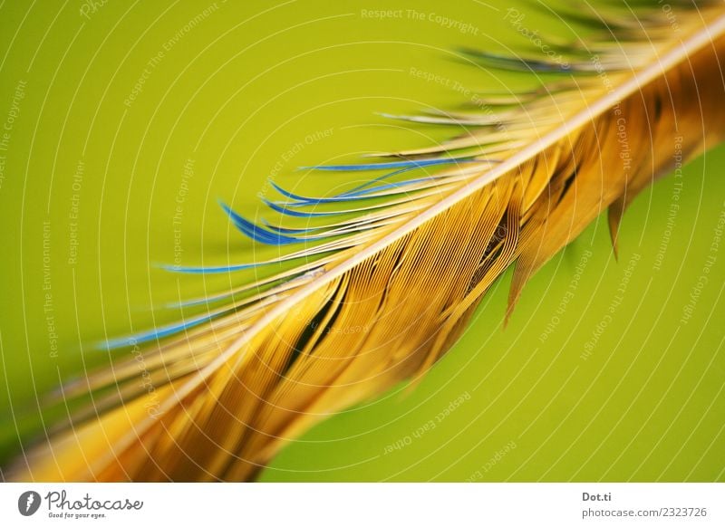 feather Feder blau gelb grün Farbe zerzaust Dinge Farbfoto Innenaufnahme Studioaufnahme Nahaufnahme Detailaufnahme Strukturen & Formen Menschenleer