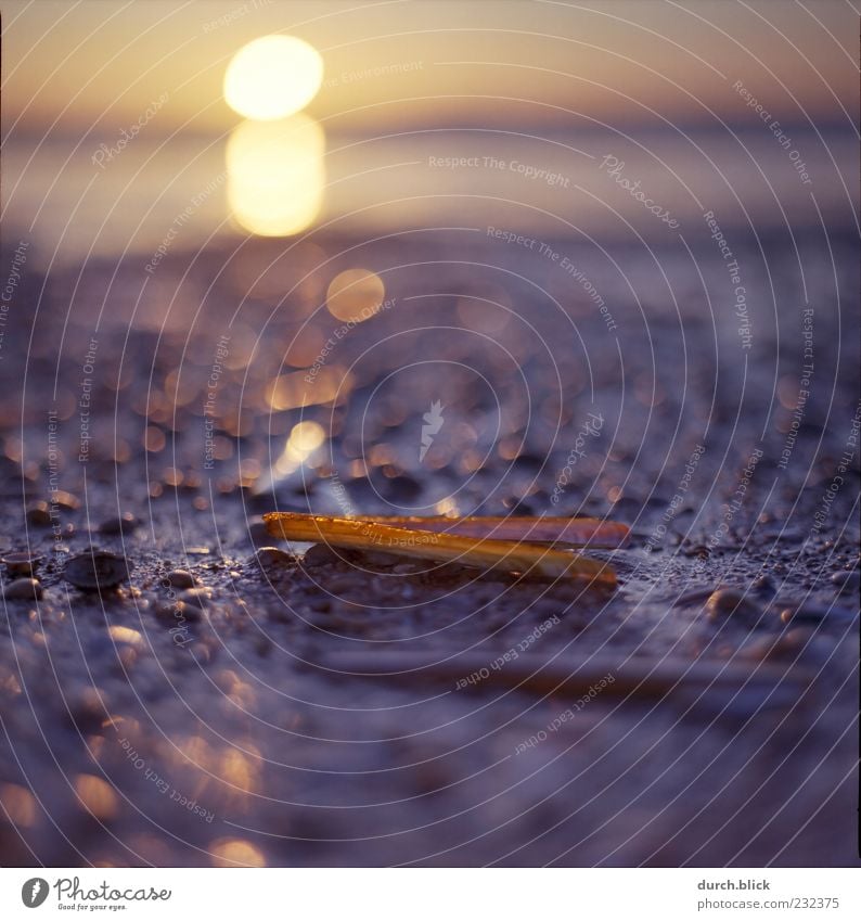 Strandgeglitzer Natur Sand Wasser Himmel Horizont Sonne Sonnenaufgang Sonnenuntergang Küste Muschel Muschelschale Stein dünn nah nass schön geduldig ruhig