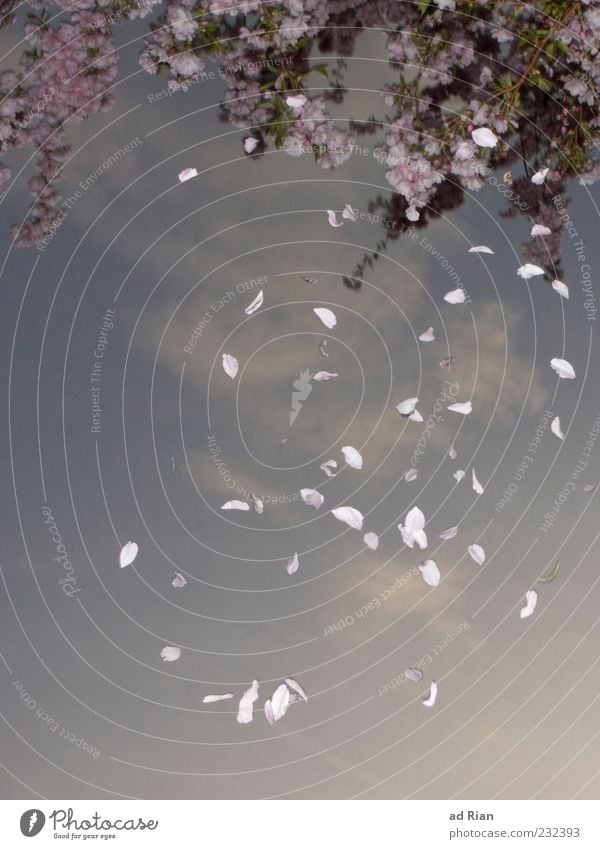 frühjahrsschnee Natur Pflanze Himmel Wolken Frühling Blatt Garten fallen Farbfoto Detailaufnahme Dämmerung Blitzlichtaufnahme Froschperspektive Wasserspiegelung