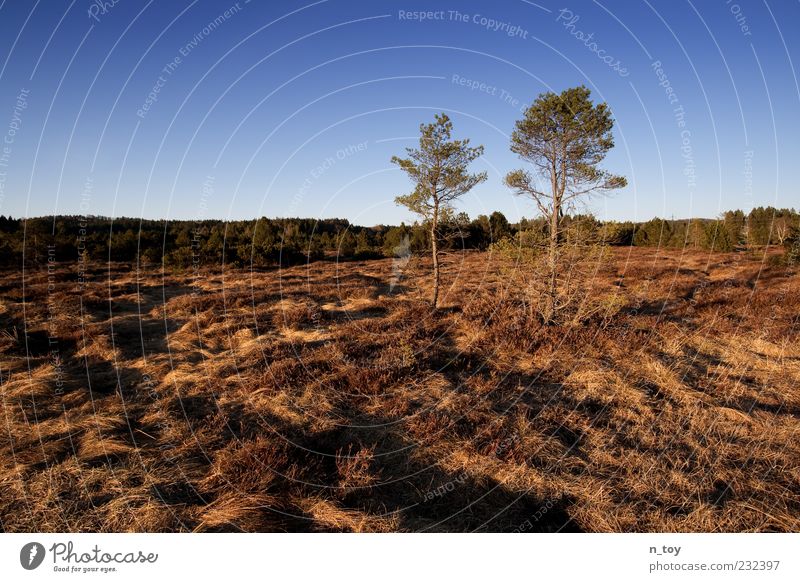 Frühling in Bayern Umwelt Natur Landschaft Himmel Wolkenloser Himmel Baum Gras Sträucher Moor Sumpf Farbfoto Außenaufnahme Dämmerung Menschenleer