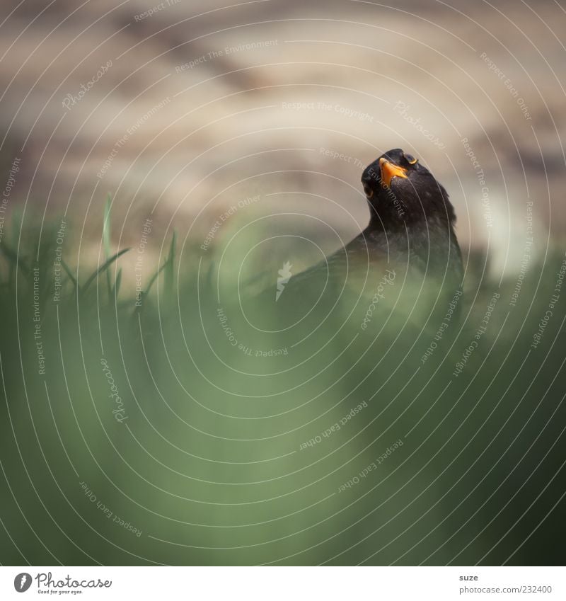 Rucke di guck Umwelt Natur Tier Schönes Wetter Gras Wiese Wildtier Vogel 1 sitzen authentisch klein lustig natürlich wild schwarz Amsel Gesang Lied Singvögel