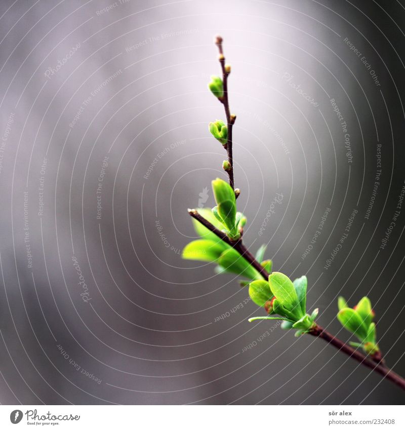 Sprösslinge Natur Frühling Pflanze Sträucher Blatt Jungpflanze Ast Blütenknospen Blattknospe Blühend Wachstum frisch klein grün Frühlingsgefühle Neugier