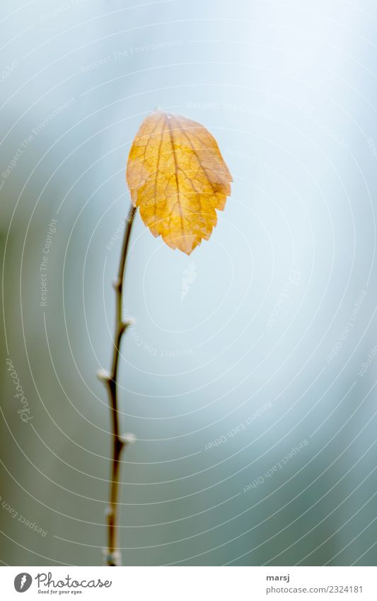 Alleine Natur Herbst Pflanze Blatt Ast alt Hoffnung Traurigkeit Sorge Trauer Tod Enttäuschung Einsamkeit Erschöpfung einzeln standhaft Rest Blattadern