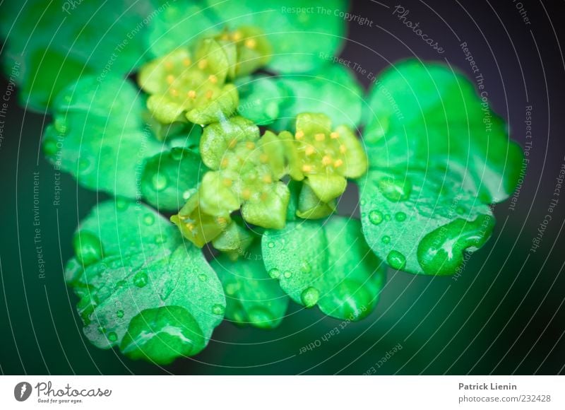 Raindrops Umwelt Natur Pflanze Urelemente Wassertropfen Frühling Blüte Grünpflanze Wildpflanze frisch glänzend hell schön grün nass Wachstum Makroaufnahme