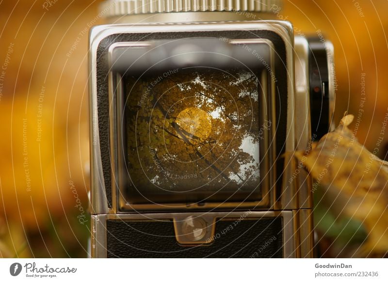 Der Vorgang. Umwelt Natur Herbst Wetter Pflanze Blatt Mittelformat Fotokamera alt authentisch eckig Farbfoto Außenaufnahme Menschenleer Tag Licht Schatten