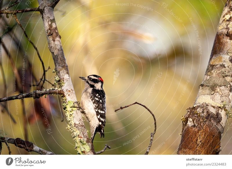 Daunenspecht Picoides pubescens Pflanze Baum Wald rothaarig Tier Wildtier Vogel 1 Holz braun schwarz weiß Specht Corkscrew swamp Korkenzieher Sumpfschutzgebiet