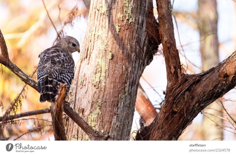 Rotschulteriger Falke Buteo lineatus Baum Wald Tier Wildtier Vogel 1 fliegen braun Fliege Rotschulterbussard Bussard Greifvogel Raptor Sumpf Feuchtgebiete