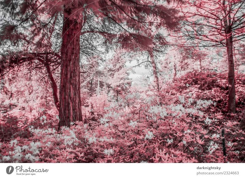 Szenische Ansicht eines Nadelwaldes mit Rhododendren in Infrarotfarben. Umwelt Natur Landschaft Pflanze Himmel Baum Blume Sträucher Blatt Grünpflanze