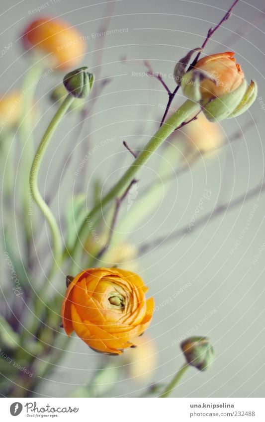 buttercup Frühling Pflanze Blume Blüte Ranunkel Dekoration & Verzierung Blumenstrauß Blühend frisch grün orange Gesteck schön Blütenblatt rund Farbfoto